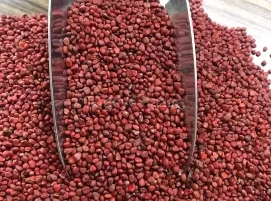 Açık Fındık Turp Tohumu 1 kg