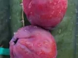 Satılık Peru Elması