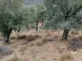 Bayındır Yusuflu Mahallesi'nde Satılık Zeytinlik Tarla