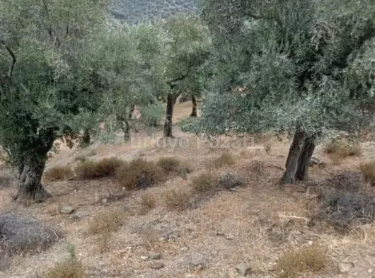 Bayındır Yusuflu Mahallesi'nde Satılık Zeytinlik Tarla