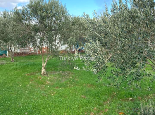 Menderes Değirmendere Satılık Zeytinlik