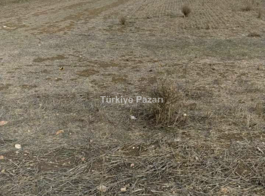 Menderes Tekelide Satılık Tarla