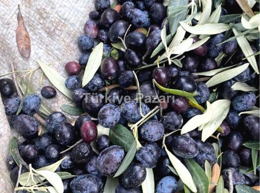 Bayındır da Kelepir zeytinlik 1252 M2 acil satılık