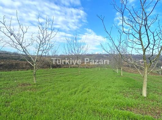 30 dönüm meyva bahçesi