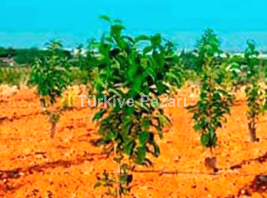 MERSİN FİNDİKPİNARİNDA YAZLİK YAYLALİK VİLLA