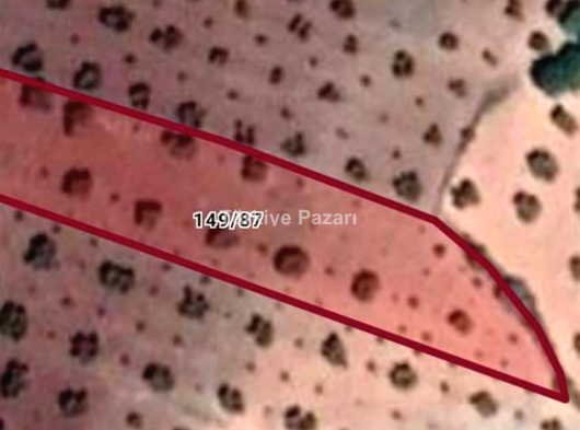 Şahinbey Kürüm satılık zeytinlik