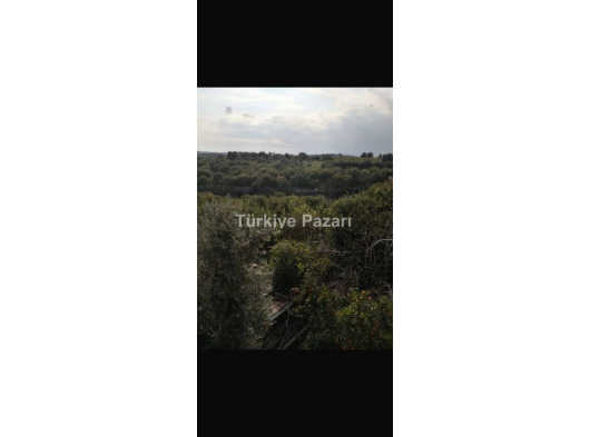 ASİYE GAYRİMENKUL'DEN MERSİN AKDENİZ KAZANLI'DA SATILIK BAHÇE