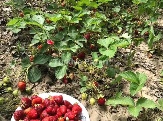 MERAM ÇOMAKLAR'DA SATILIK BAHÇE