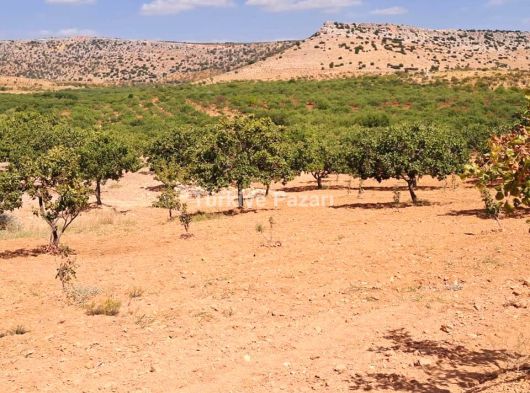 Satılık Nizip boyluca'da yetişkin fıstık bahçesi