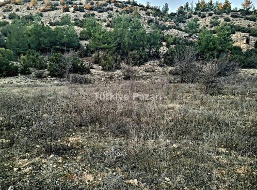 UŞAK ulubey buyukkayalı köyü 4,569 m2 tarla