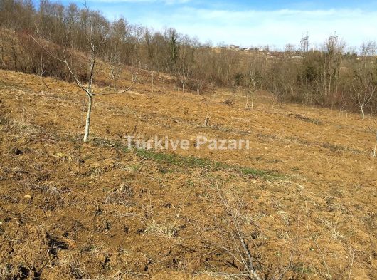 15 dönüm 150 ağaç ceviz ekili