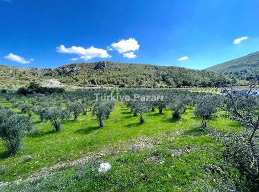 MENDERES ÇİLE'DE 560 M2 SATILIK ZEYTİNLİ BAHÇE