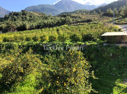 Hatay Arsuz'da deniz ile doğanın buluştuğu yerde evli bahçe