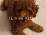 SAF KAN DİŞİ RED TOY POODLE