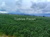 MENDERES ESKİ BULGURCA'DA ​240 m2 TARLA