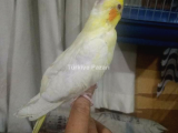 Yavru Sultan Papağanı