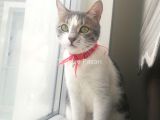 Kedi sahiplendirme