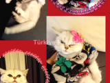 Kedi