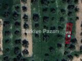 SATILIK ZEYTİNLİK