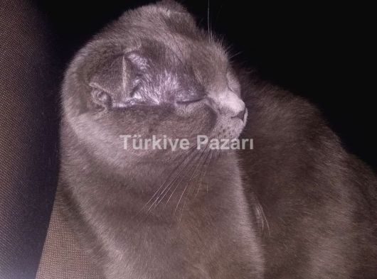 Acil satılık veya sahiplendirme