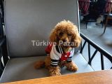 Toy poodle