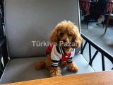 Toy poodle 