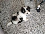 Morkie evcil köpek 2 aylık