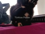 Acil yuva aranıyor