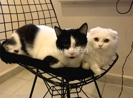 Ergenliğe girmiş uysal çift