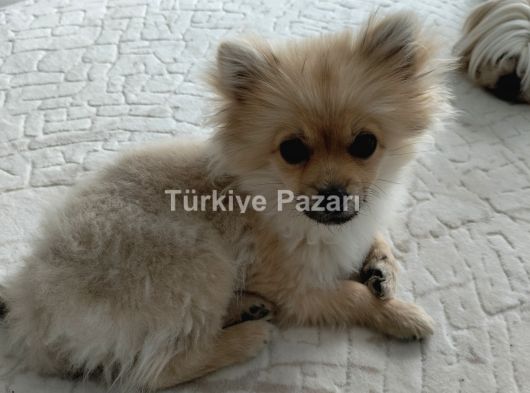 3.5 aylık pomerian yavrumuz 4000 TL sahiplendirilecektir.
