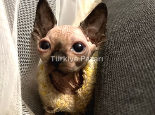 3 Aylık Kanada Ev Sfenksleri