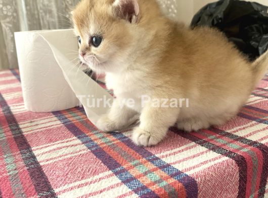 Brı shortair golden yavrular 35 günlük rezerve açık
