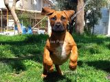 BOERBOEL GÜNEY AFRİKA MASTİFF