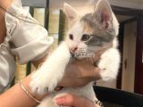 KEDİMİZE YUVA ARIYORUZ!!!