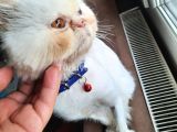 Ücretsiz iran(pershien)kedi sahiplendirme
