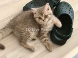 Yavru British shorthair ACİL