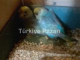 Yavru rainbowlar sahiplendirilecek kısıklı üsküdar istanbul