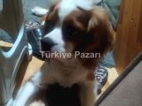 Cavalier Cinsi Erkek Kısır Köpeğim Bana Yuva Olur musun?