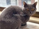 British shorthair