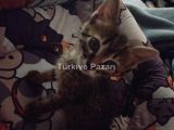 yavru dişi kedi