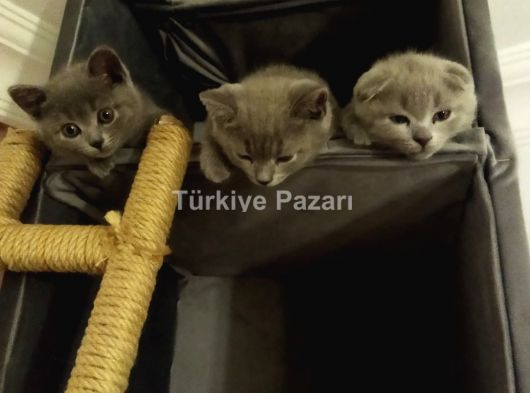 SAHİPLENİLMEYİ BEKLEYEN SECERELİ BRITISH SHORT AIR VE SCOTTISH FOLD YAVRULAR