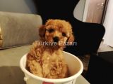 2 adet toy poddle 1 erkek 1 dişi 2 aylık yavrular