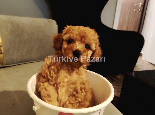 2 adet toy poddle 1 erkek 1 dişi 2 aylık yavrular