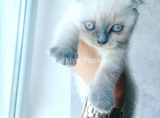 bluepoint scotish dişi 2 aylık (fiyata bakmadan açıklamayı okuyunuz)