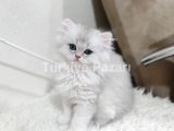 3.5 Aylık Scottish Fold Dişi Minik Kedicik