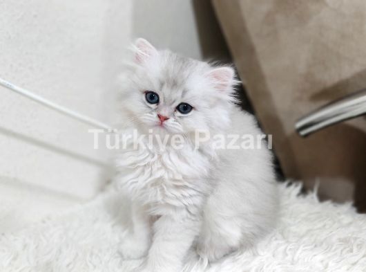 3.5 Aylık Scottish Fold Dişi Minik Kedicik