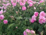 ISPARTA'DA SATILIK GÜL BAHÇESİ /ROSE FIELD ,MAGNIFICANT VIEW,BUILT A CHALET