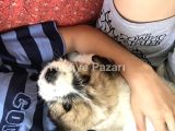Köpeğimize yuva arıyoruz