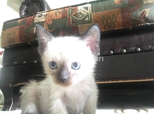 Kırık kuyruk siyam