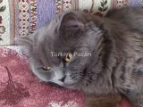 BURSADA BRİTİSH CINSİ KEDİ